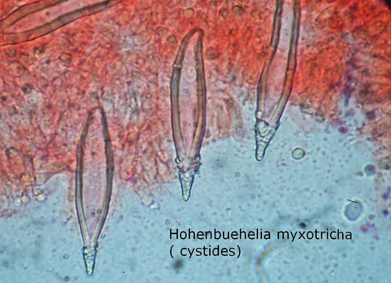 Hohenbuehelia myxotricha-amf2018-cystides.jpg